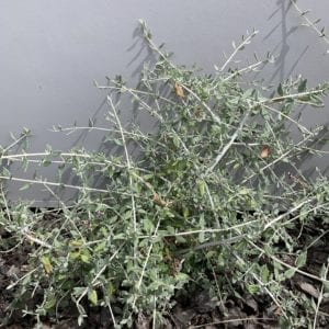 Teucrium Fruticans