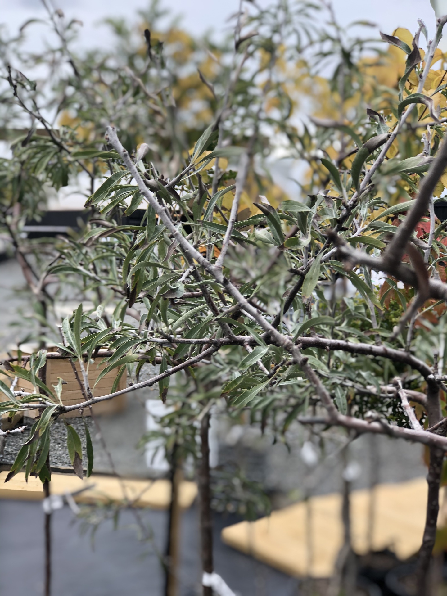 Pyrus "Pendula" Weeping Silver Pear