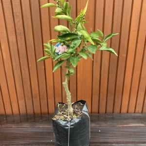 Mandarin -  Satsuma