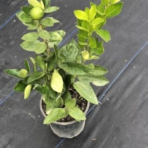 Lime - Tahitian
