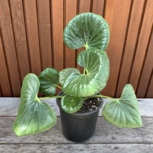 Tractor Seats - Ligularia Dentata Reniformis