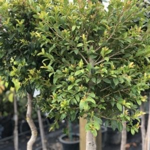 Syzygium Australe - Lilly Pilly - Standard