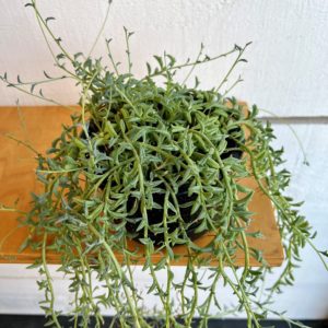 String of Dolphins