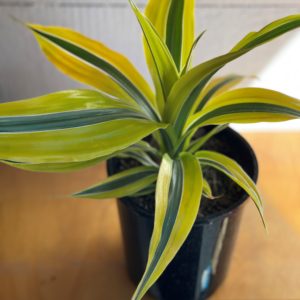 Dracaena Lemon Lime