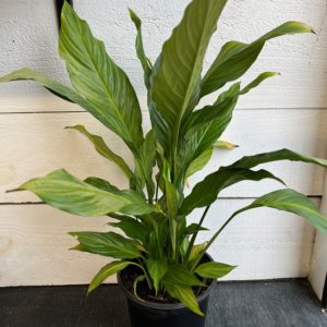 Spathiphyllum 'Peace Lily'