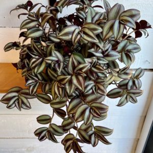 Tradescantia Zebrina
