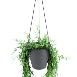 Brussels Hanging Basket