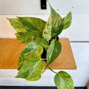 Marble Queen