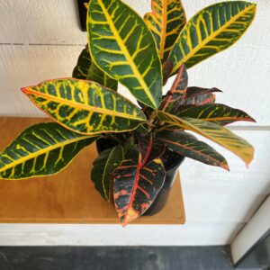 Croton Petra