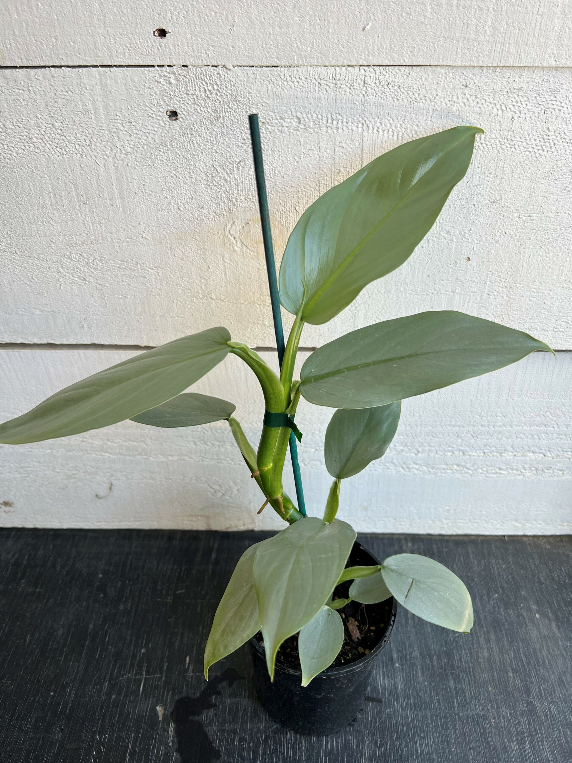 Philodendron Silver Arrow