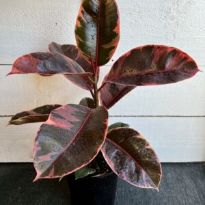 Ficus Ruby - Large