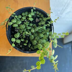 String of Turtles