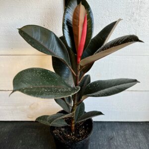 Ficus Black Knight - Small
