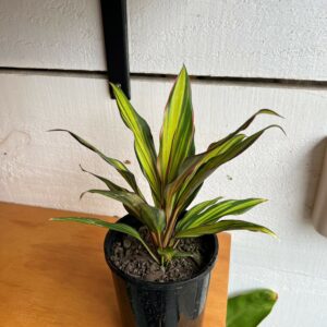 Cordyline