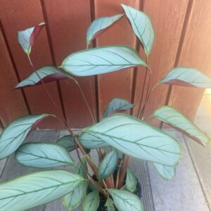 Ctenanthe Grey Star