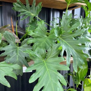 Philodendron Selloum