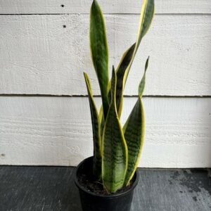 Sansevieria Varigated