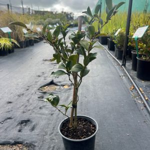 Camellia Setsugekka Shrub