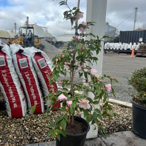 Camellia Sugar and Spice Shrub