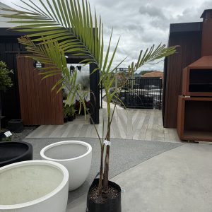 Bangalow Palm Double XL