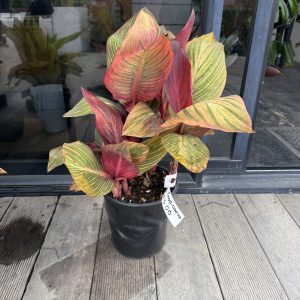 Canna Tropicanna Red