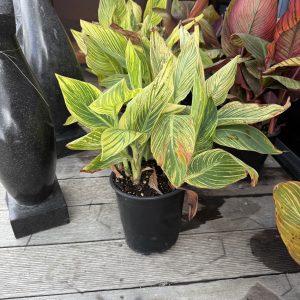 Canna Tropicanna Gold