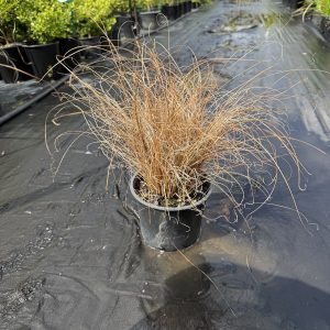 Carex Comans 'Red Form'