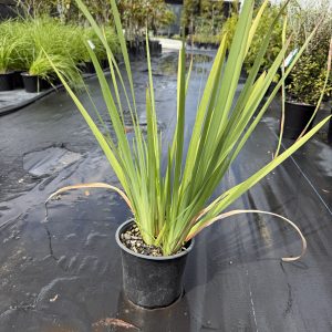 Dietes Grandiflora - Large