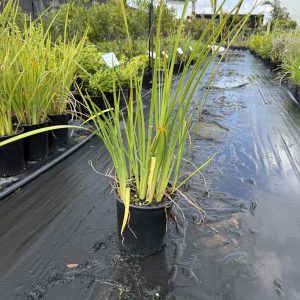 Dietes Bicolour