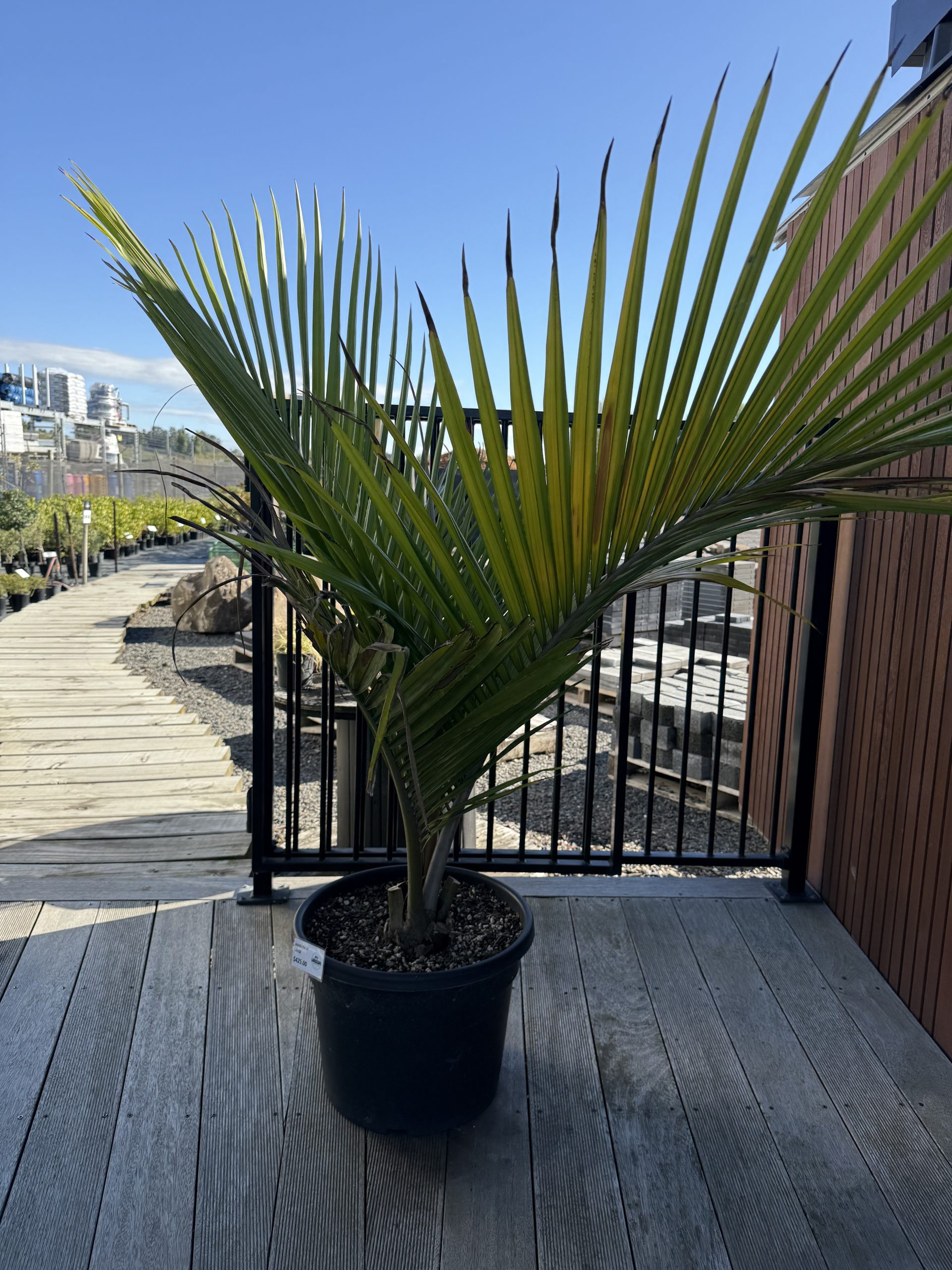 Nikau Palm Medium