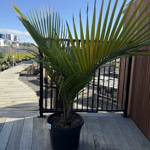 Nikau Palm Large