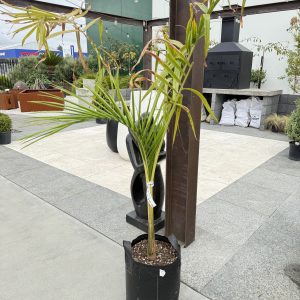 Bangalow Palm Small