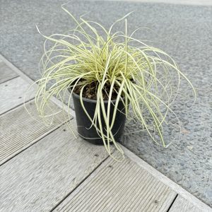 Carex Evergold