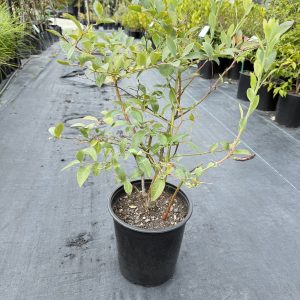 Blueberry - Tifblue