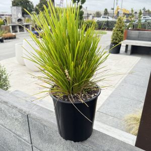Lomandra Little Lime