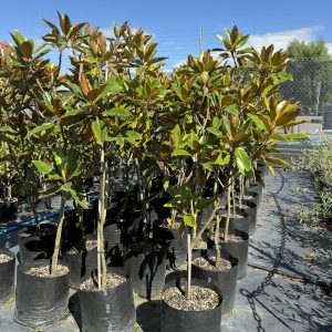 Magnolia Grandflora Little Gem