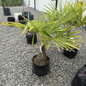 Windmill Palm