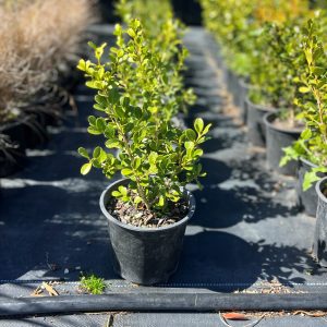 Buxus Green Gem Large