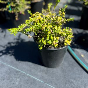 Lonicera HH Lime