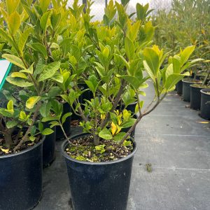 Gardenia Augusta Veitchii
