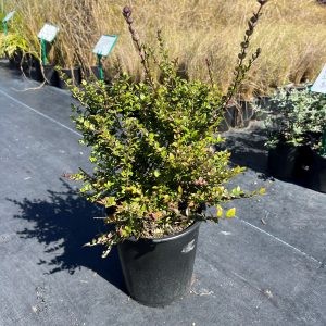 Lonicera HH Ruby