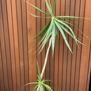Dracaena Marginata