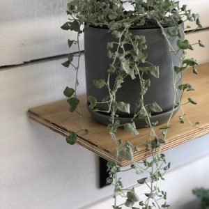 Dichondra Repens - Silver Falls