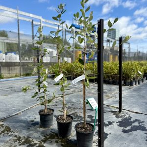 Feijoa Apollo