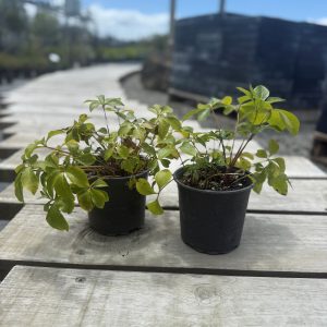 Helleborus