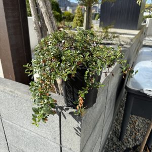 Cotoneaster Demmeri