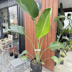 Birds of Paradise/Strelizia Nicolai medium