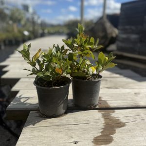 Laurus Nobilis Angustifolia