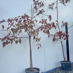Pyrus Calleryana 'Aristocrat'