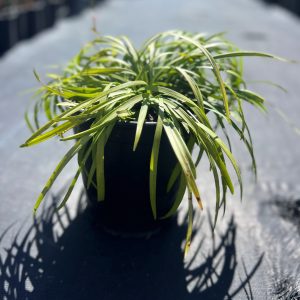 Liriope Muscari 'Royal Purple'